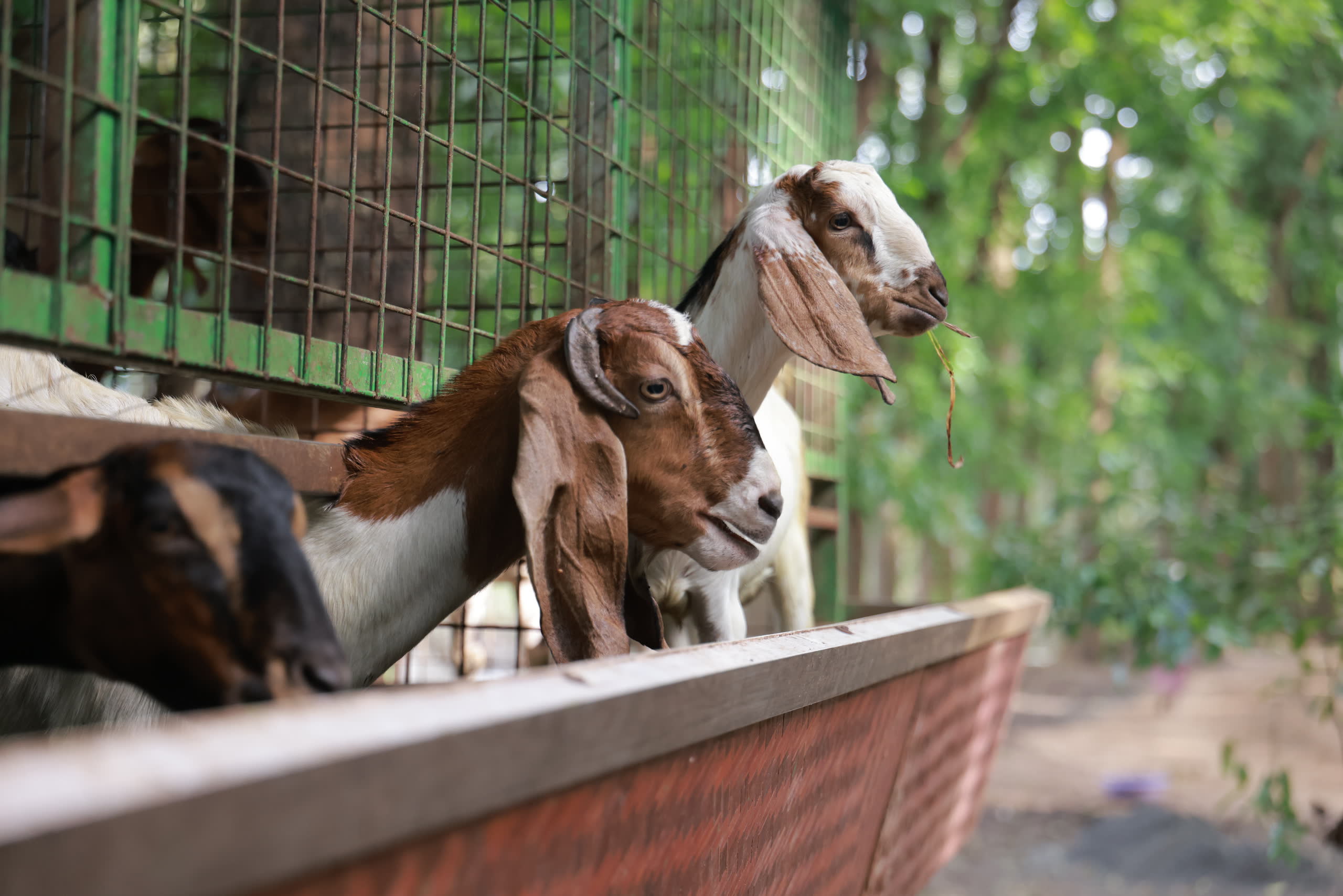 Thanima Farm Life Kerala farm resort gallery photo 1