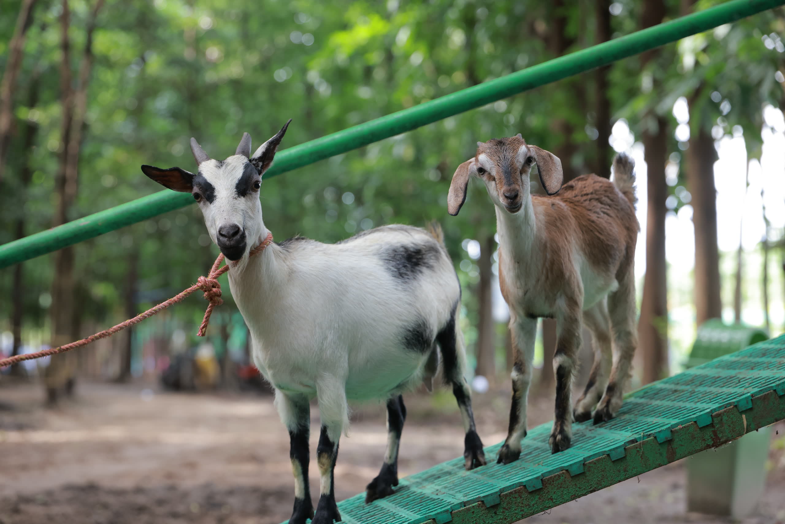 Thanima Farm Life Kerala farm resort gallery photo 2