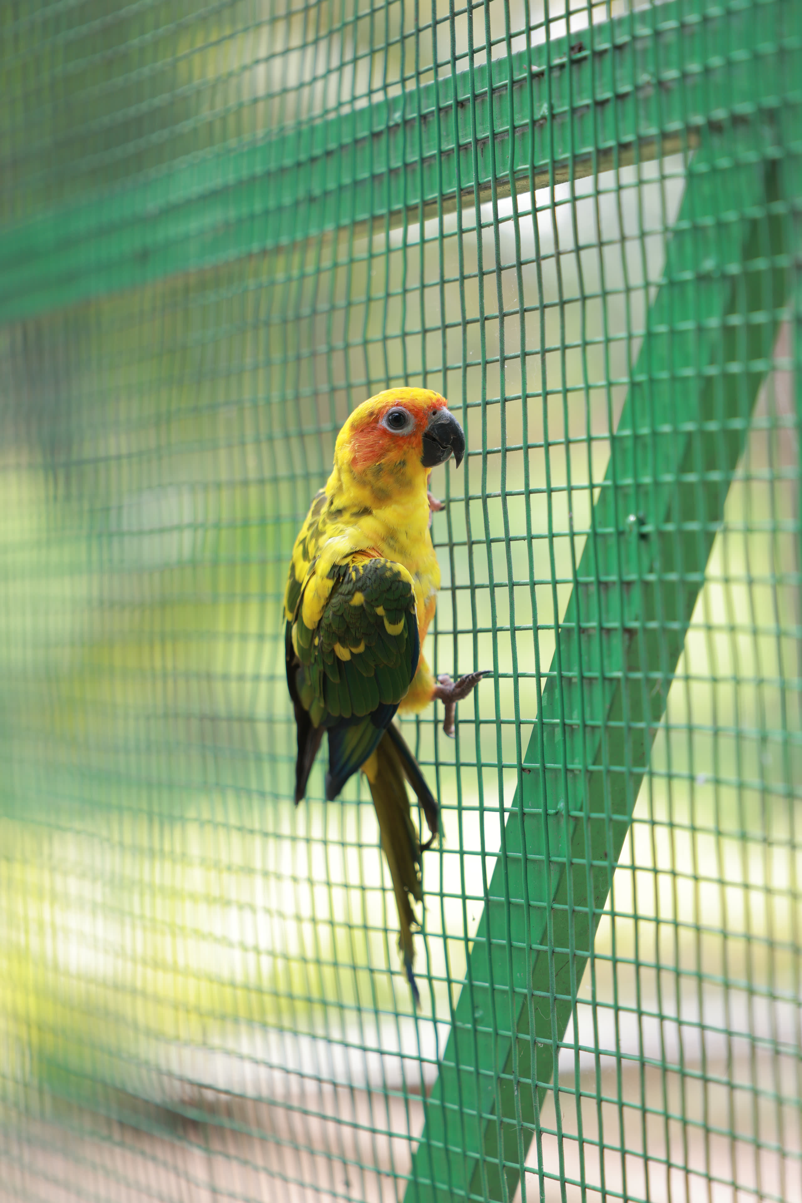 Thanima Farm Life Kerala farm resort gallery photo 3
