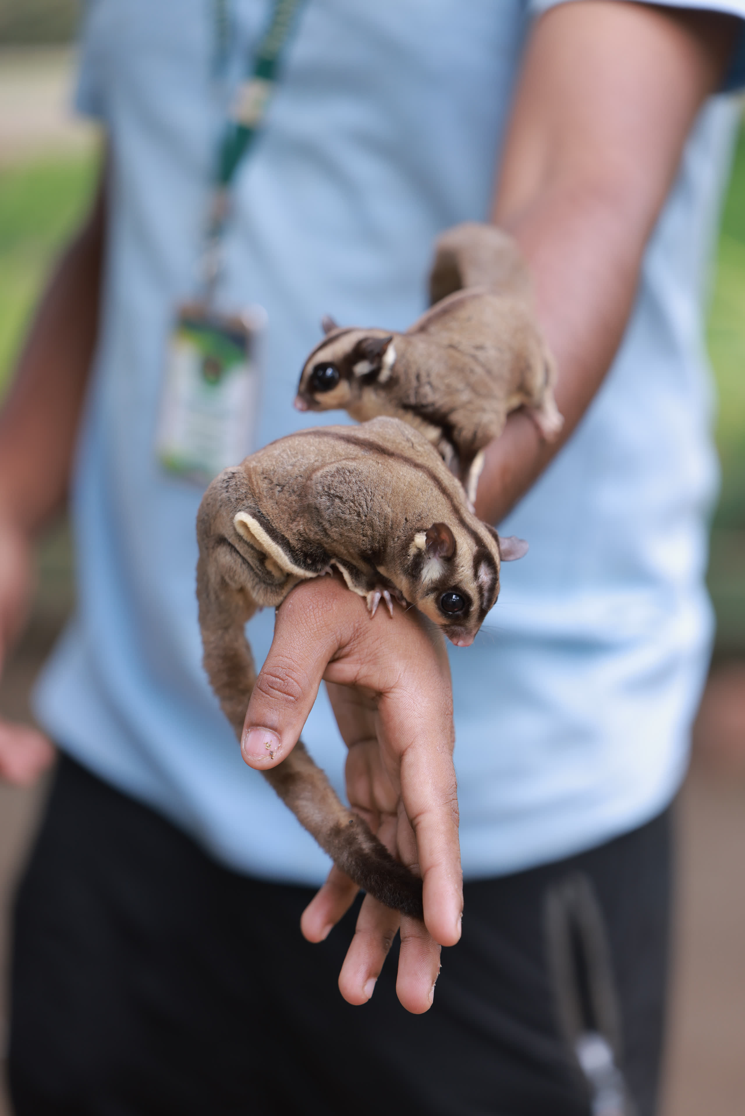 Thanima Farm Life Kerala farm resort gallery photo 4