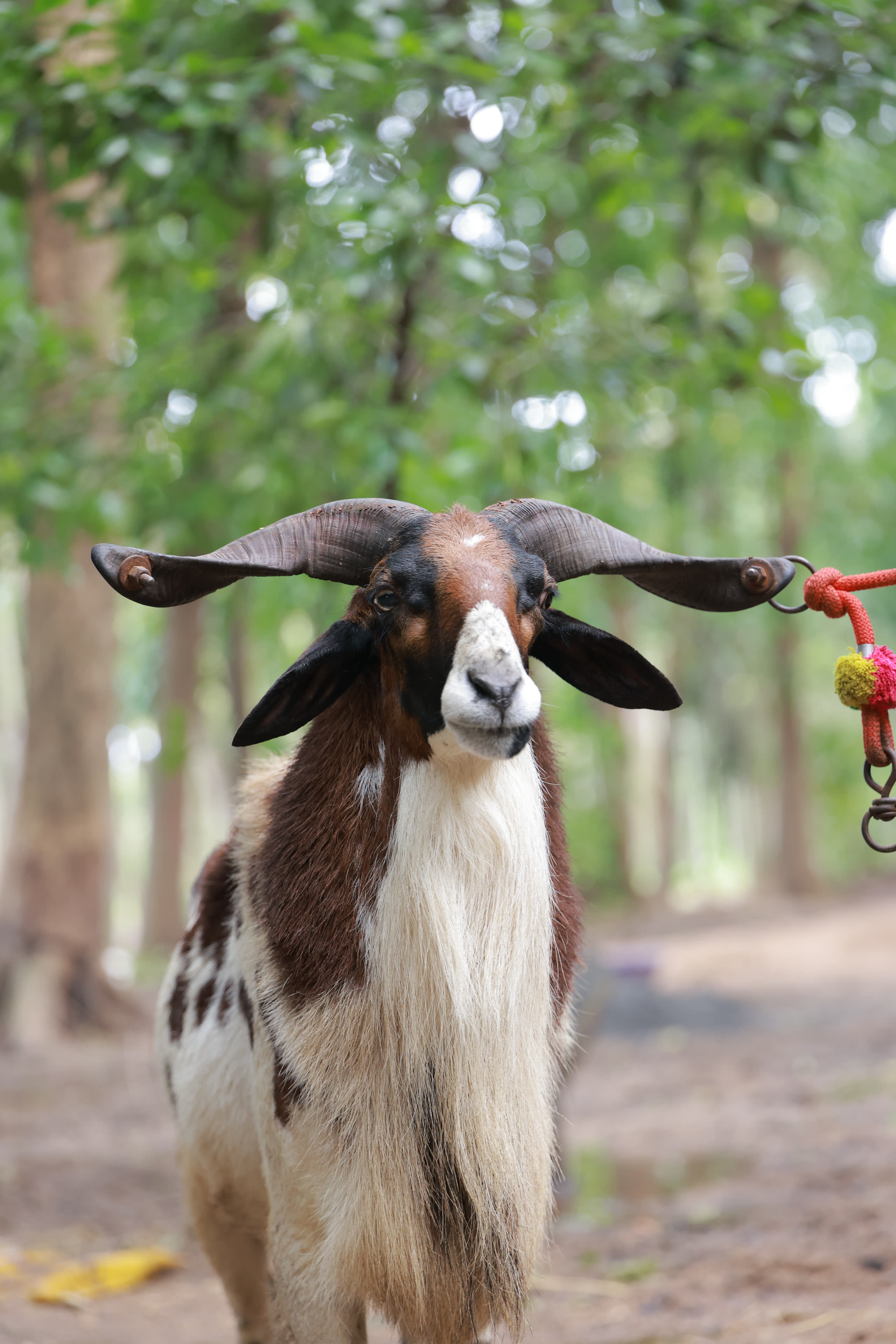 Thanima Farm Life Kerala farm resort gallery photo 10