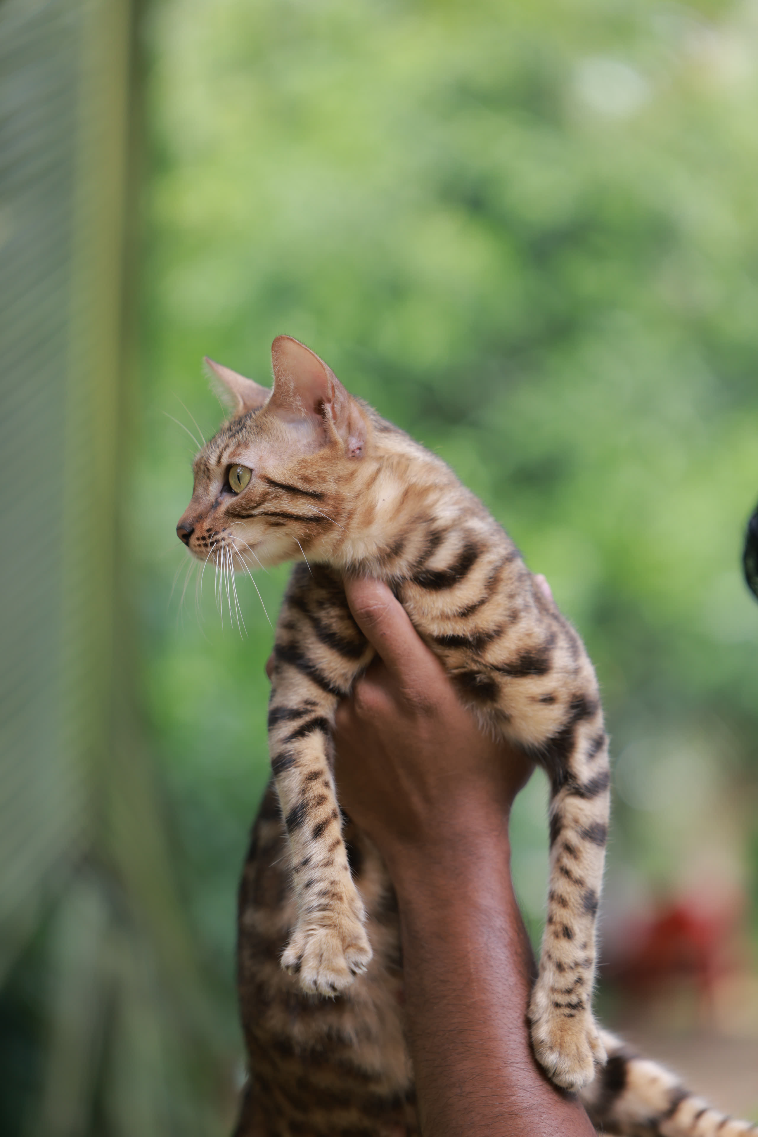 Thanima Farm Life Kerala farm resort gallery photo 11