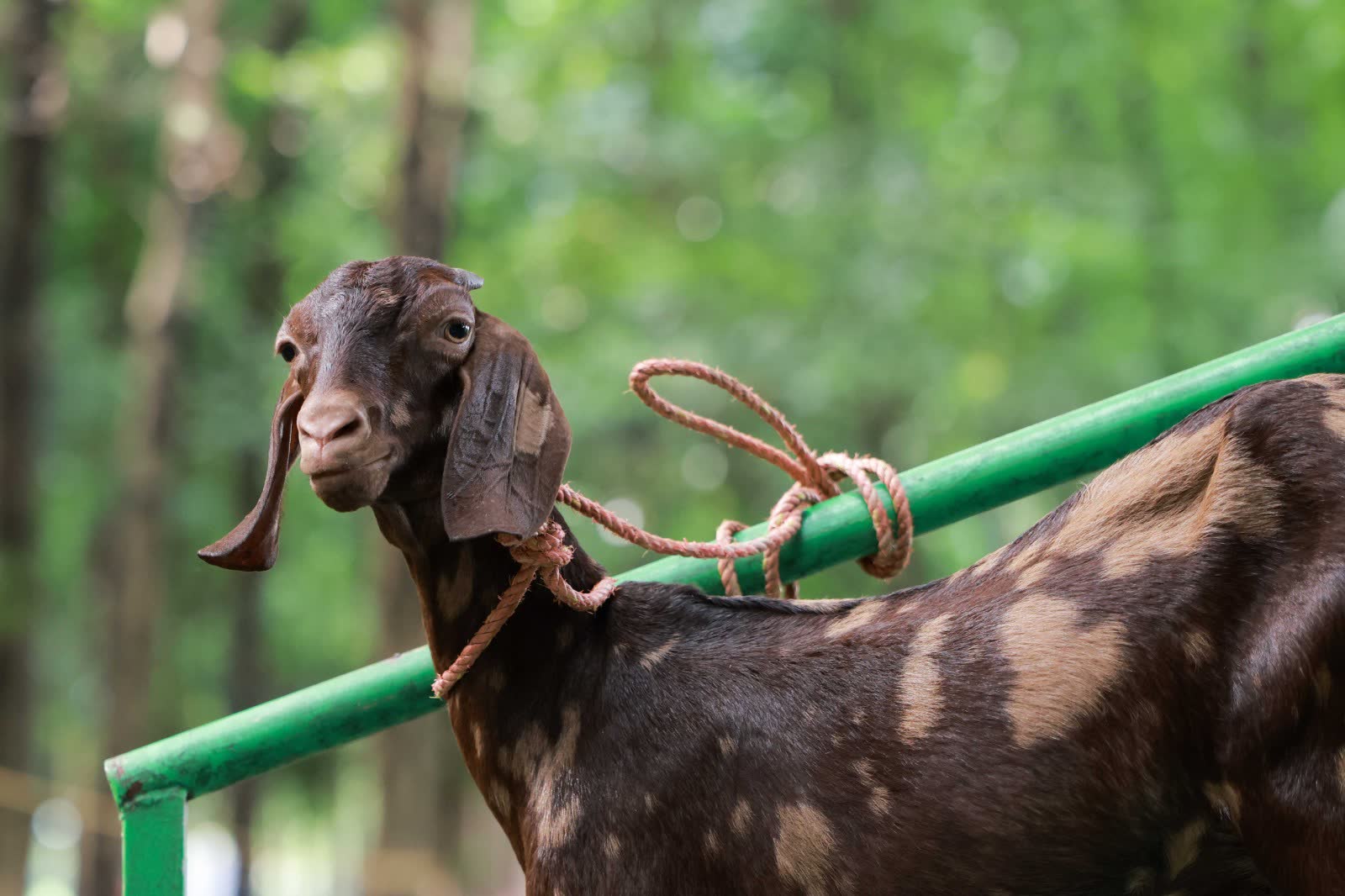 Thanima Farm Life Kerala farm resort gallery photo 15